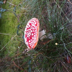 Gros plan sur un imposant champignon rouge à poids blancs