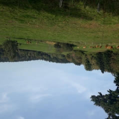 Clairière avec pâture où paissent au loin des vaches rousses ; on peut deviner une maisons rouge derrière des bouquets d'arbres