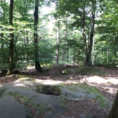 Extérieur forêt mixte ombre lumière ; au sol pierre large et relativement plate où se loge un creux