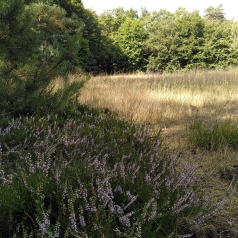 au premier plan : un peu de bruyère ; au milieu : des herbes sèches et jaune ; en arrière-plan : une ceinture d'arbres