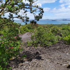 Rangitoto et SkyTotower