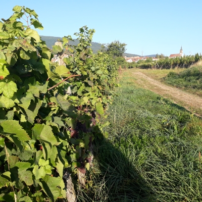 Des vignes au premier plan à gauche ouvrant sur un sentier dans le vignoble ; au fond on aperçoit le clocher et quelques toits d'Heiligenstein