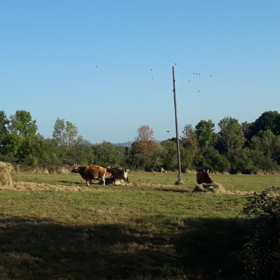 Quelques vaches rousses à cornes dans une pâture