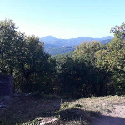 Panorama de mauvaise qualité figurant au premier et arrière-plan des ondulations de verdures, dues au relief et aux sapins