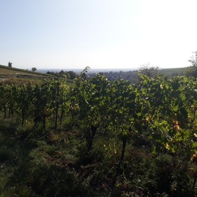 Encore des vignes sous un soleil éblouissant